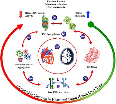 The Heart of the Alzheimer's: A Mindful View of Heart Disease